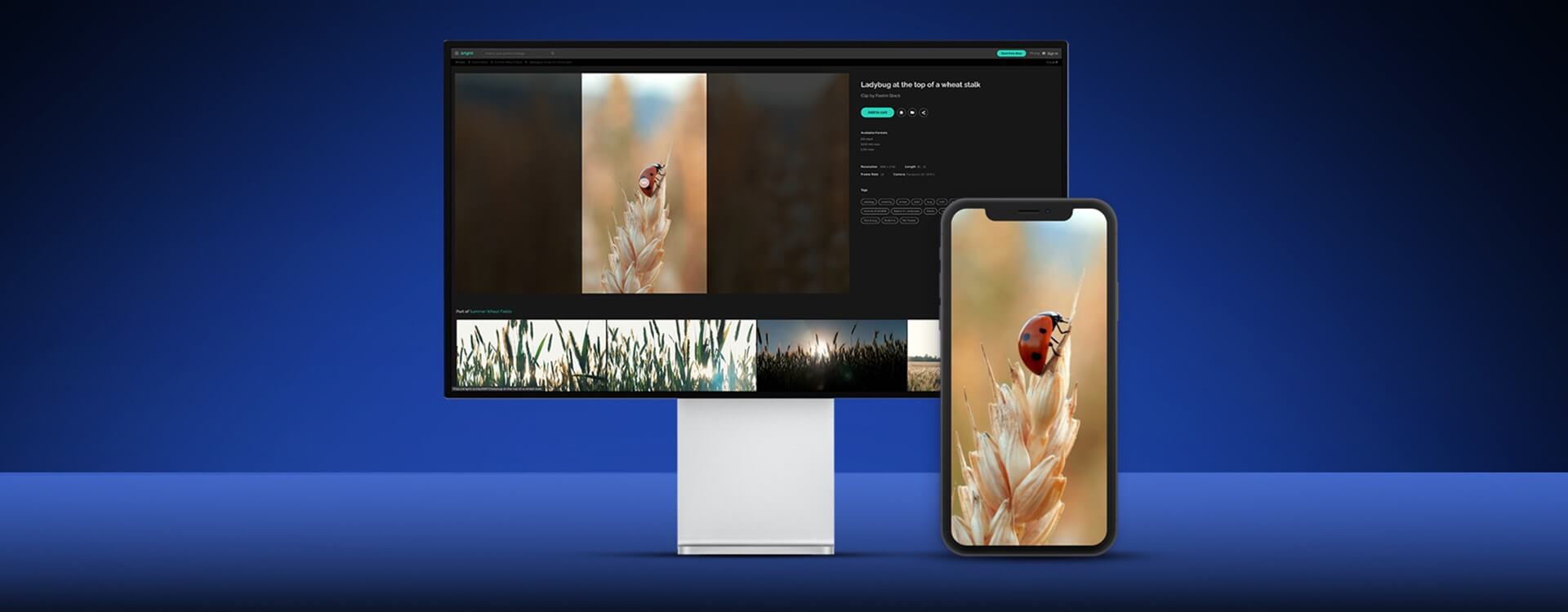 Change the Aspect Ratio of Your Artgrid Footage and Create Better Social Media Videos