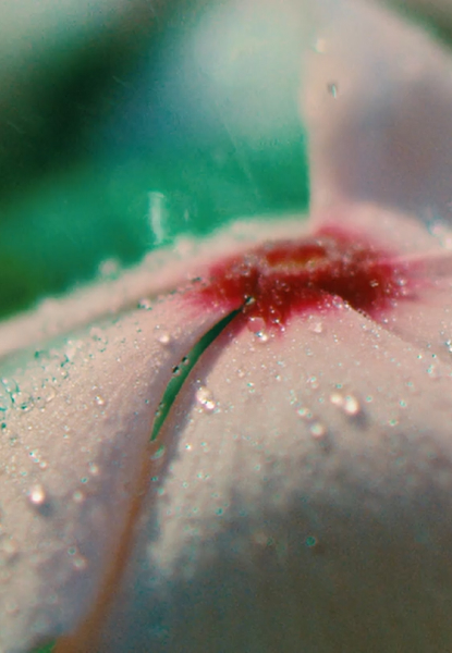 Bring spring to life with Artlist’s ultimate SFX collection
